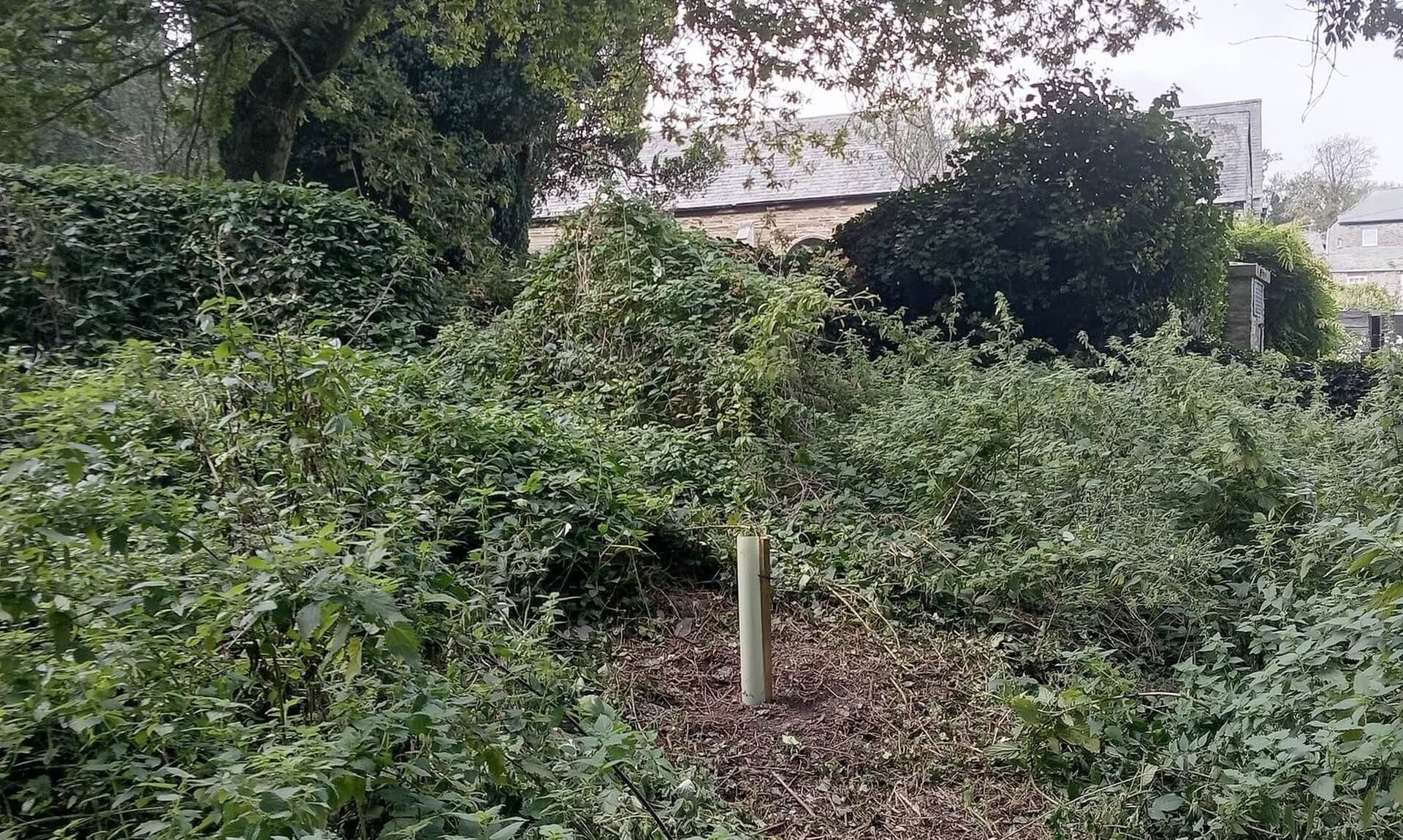 A tree whip planted in Padstow's plantation woodland