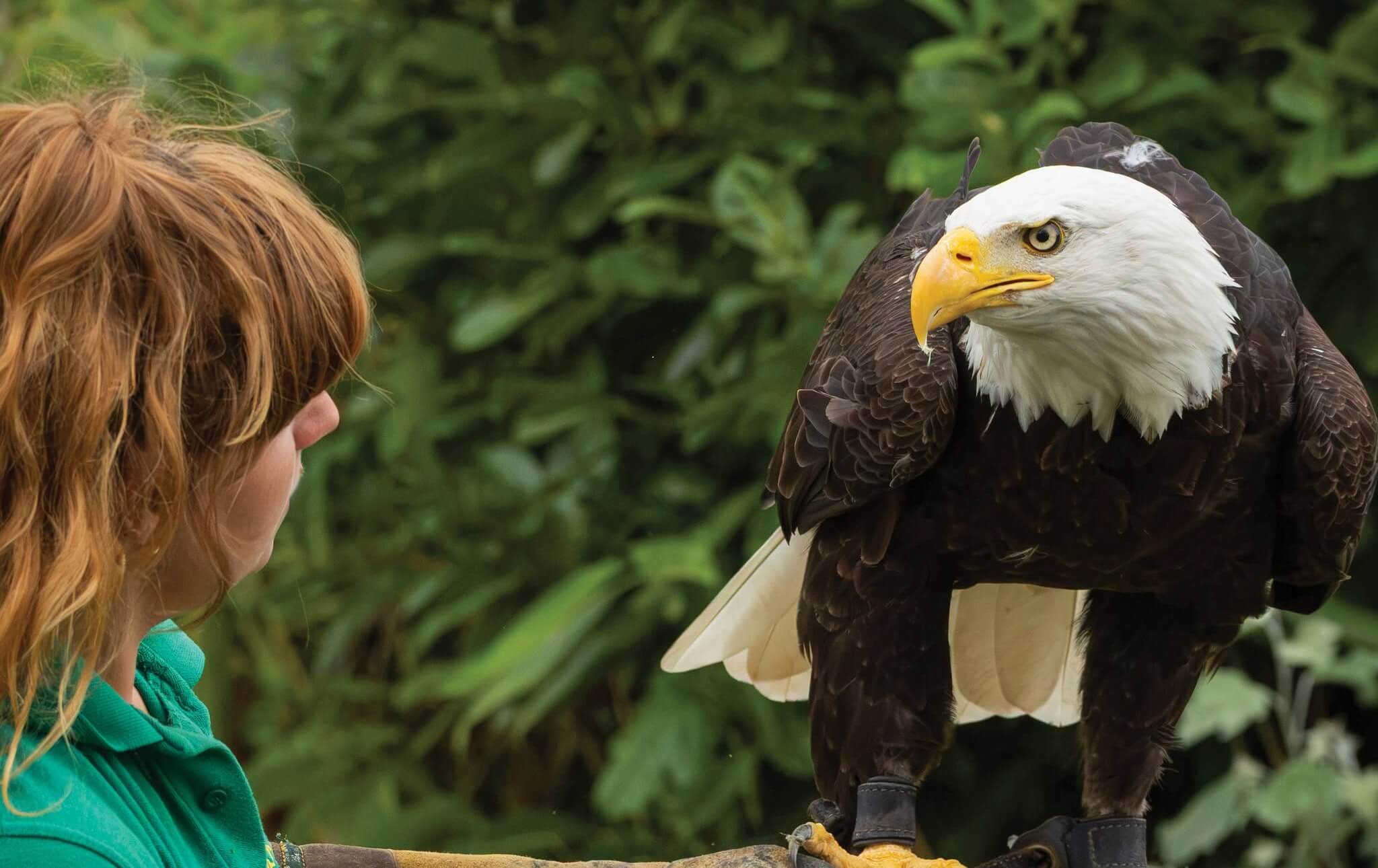 Keeper Emma with Dakota the bald eagle at Paradise Park