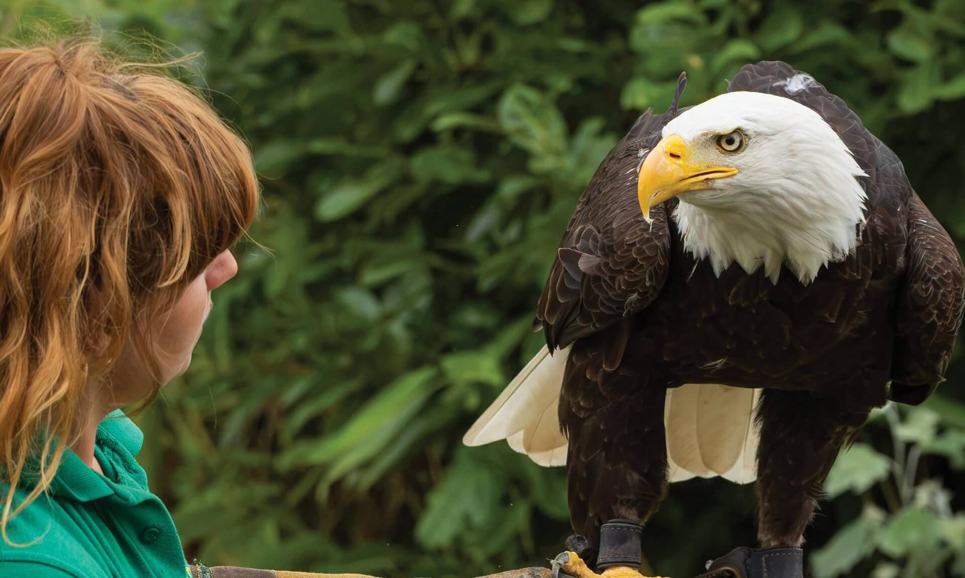 Keeper Emma with Dakota the bald eagle at Paradise Park