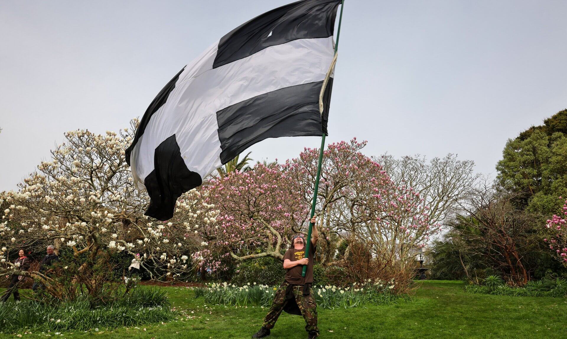 A man waves a huge Cornish flag in a Penzance garden in front of magnolia trees