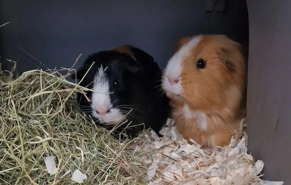 Two guinea pigs, Rocket and Oltron, in hay and wood shavings