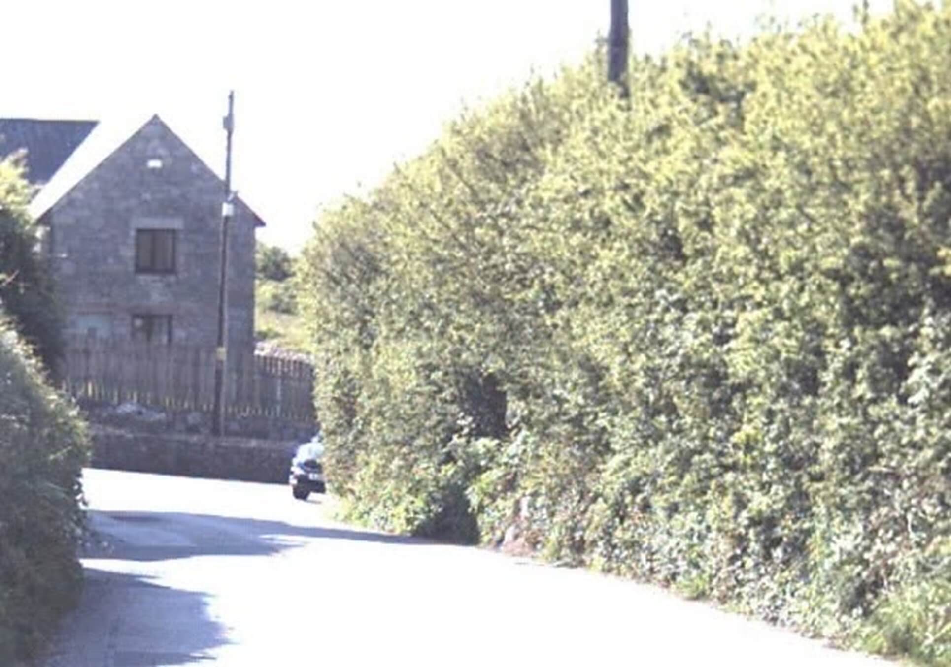 The hedge along the lane at Stepaside Corner, St Stephen-in-Brannel