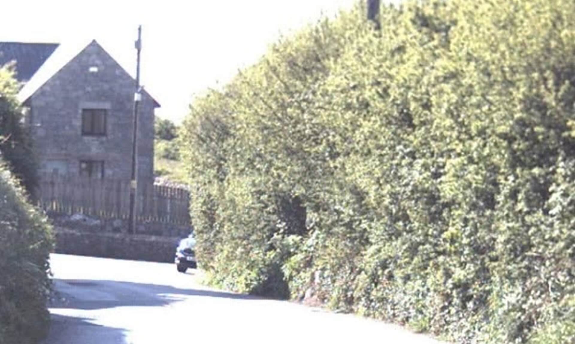 The hedge along the lane at Stepaside Corner, St Stephen-in-Brannel