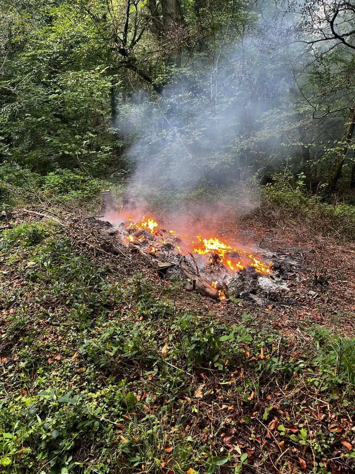 Small woodland fire among trees