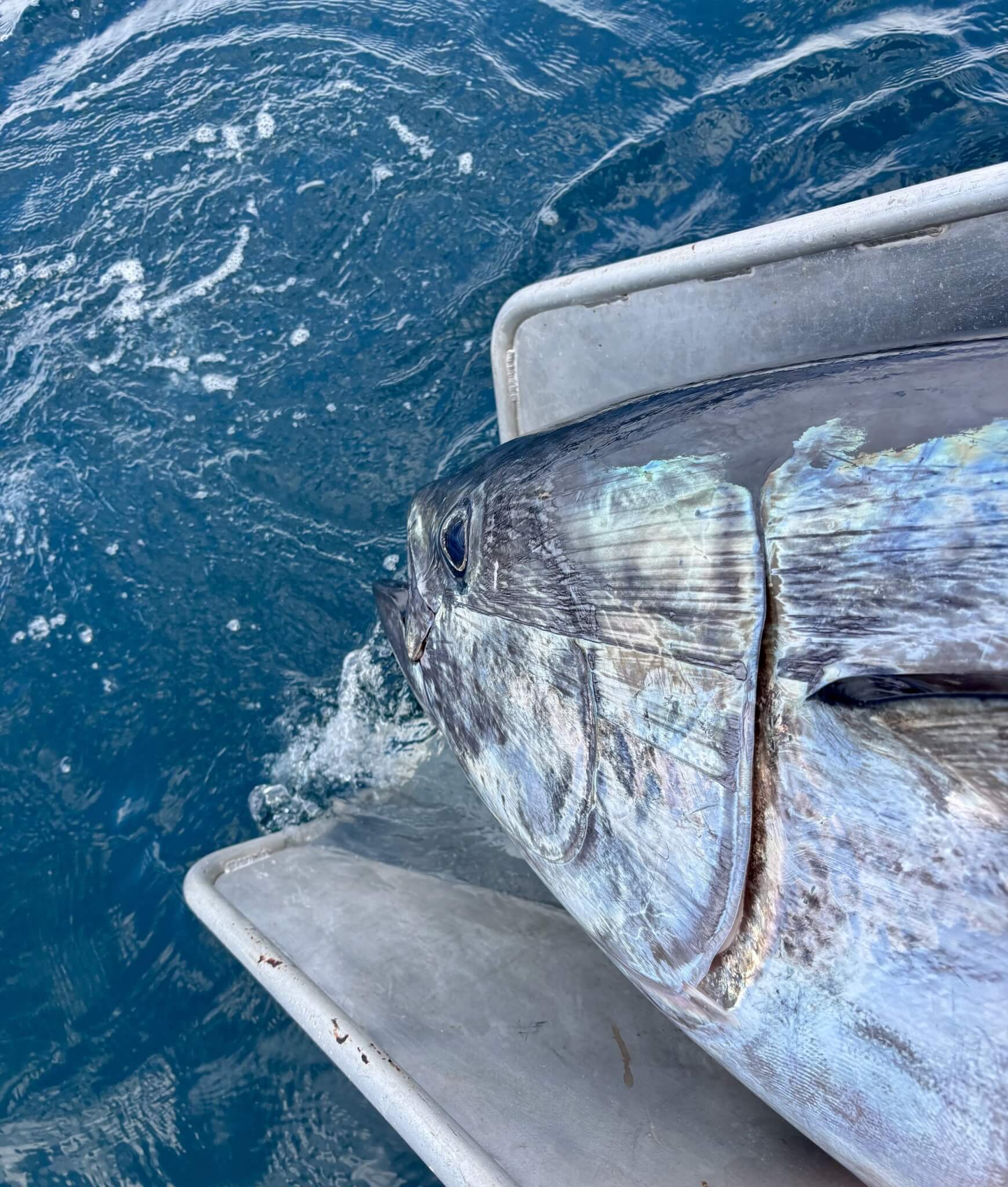 Head of a bluefin tuna on the boat's ramp beside the sea
