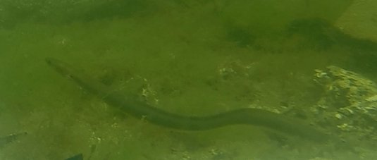 Eel on the seabed, still from underwater video