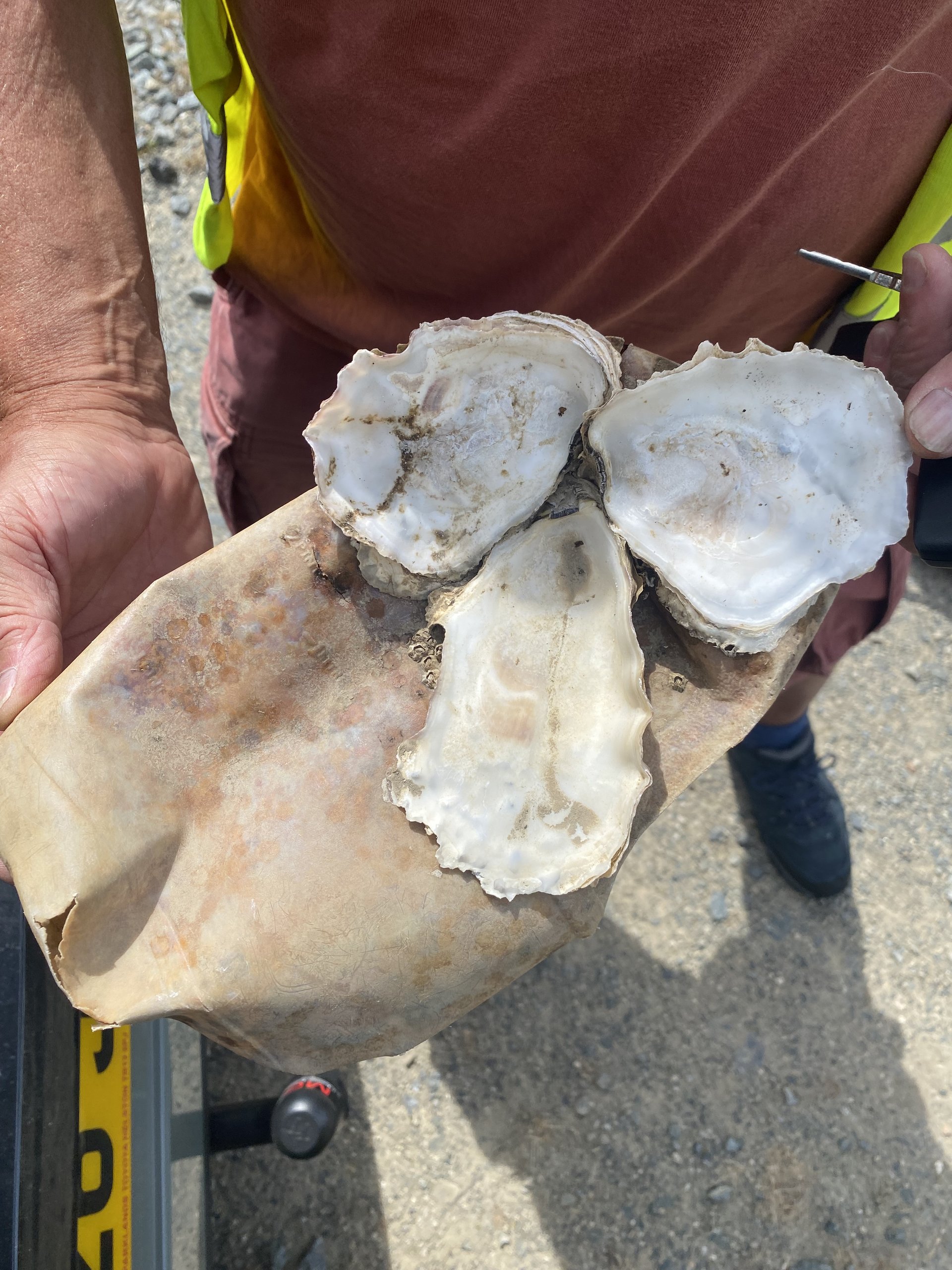Pacific oyster shells held in a hand