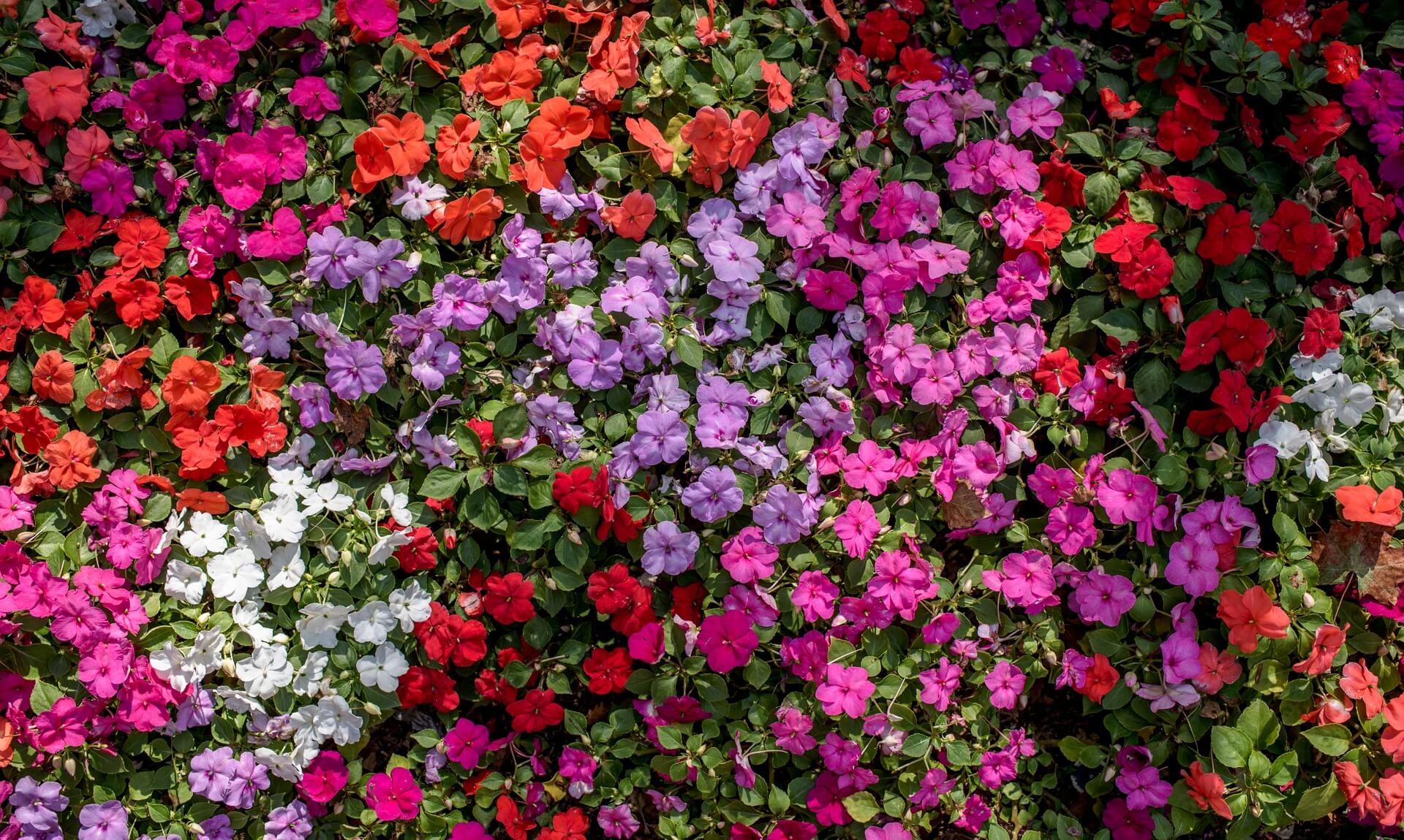 Colourful bedding flowers in a Cornwall community garden bed