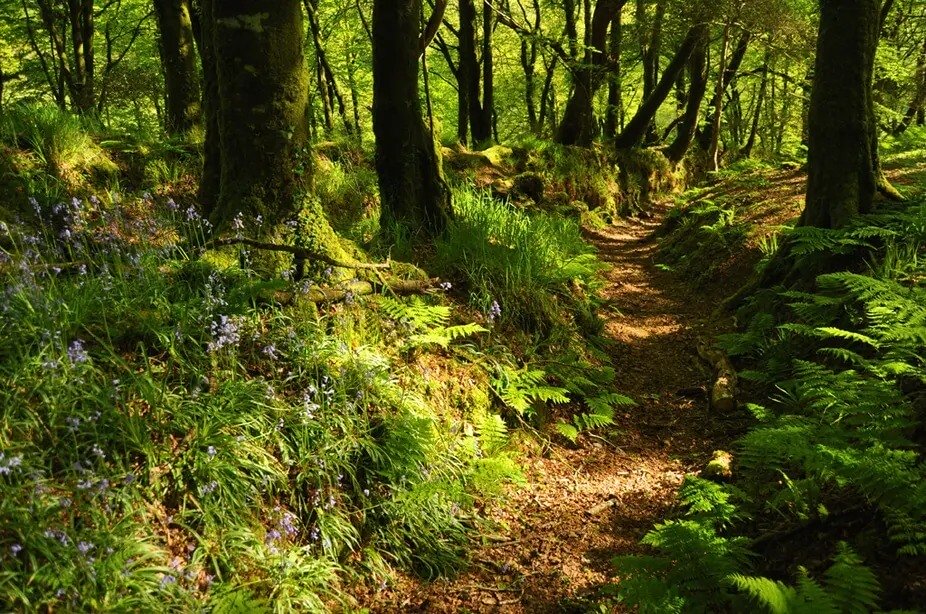 Path through Lavethan Wood near Blisland