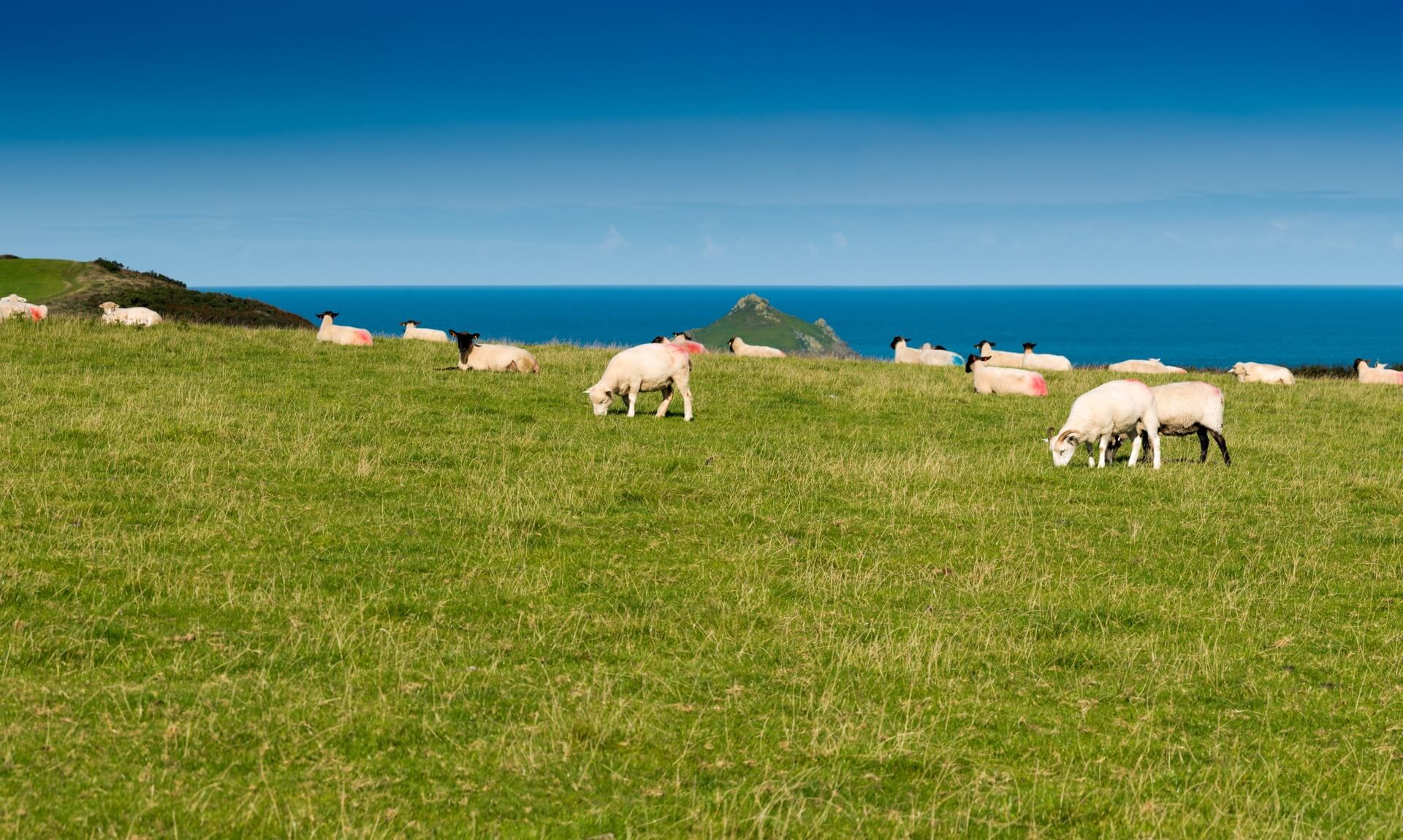 Sheep grazing on a Cornish clifftop above the sea