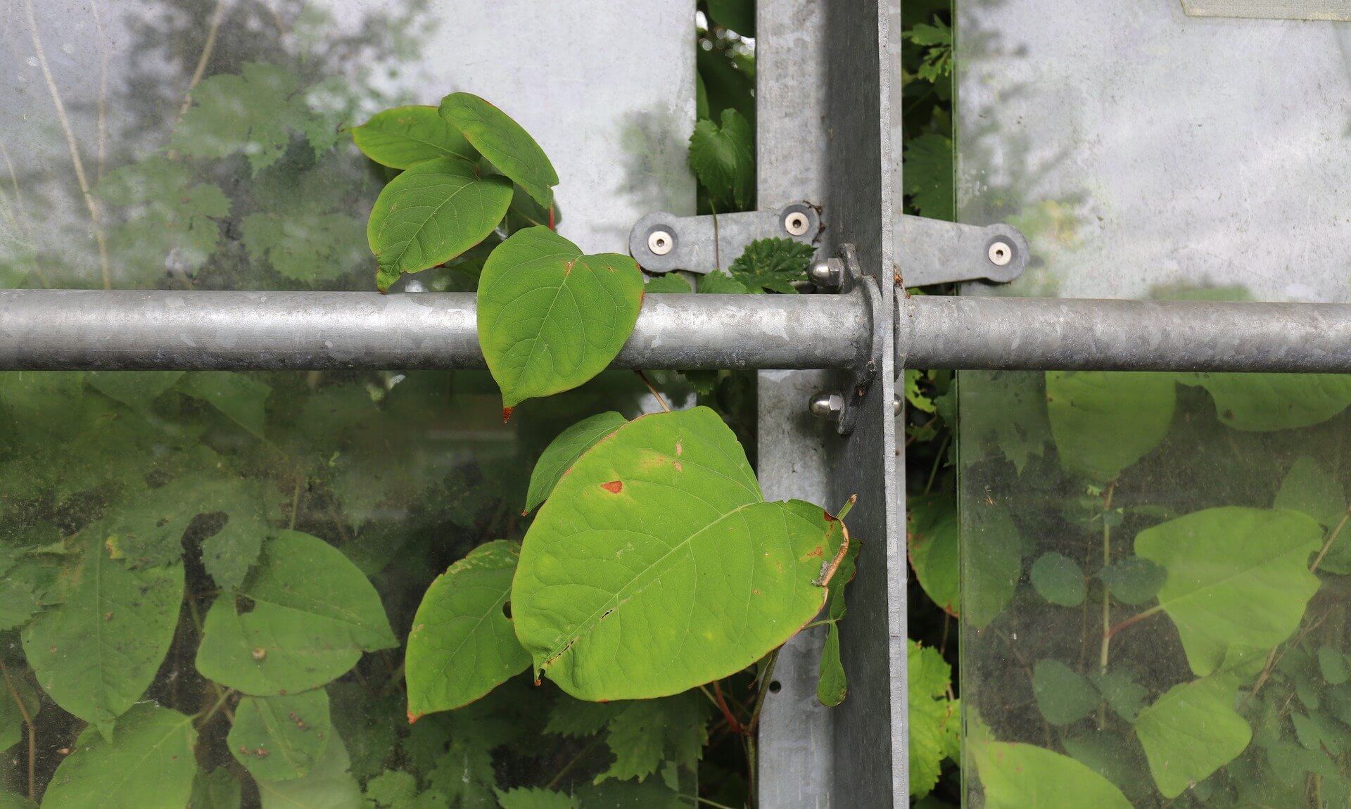 Japanese knotweed leaves growing through a metal fence
