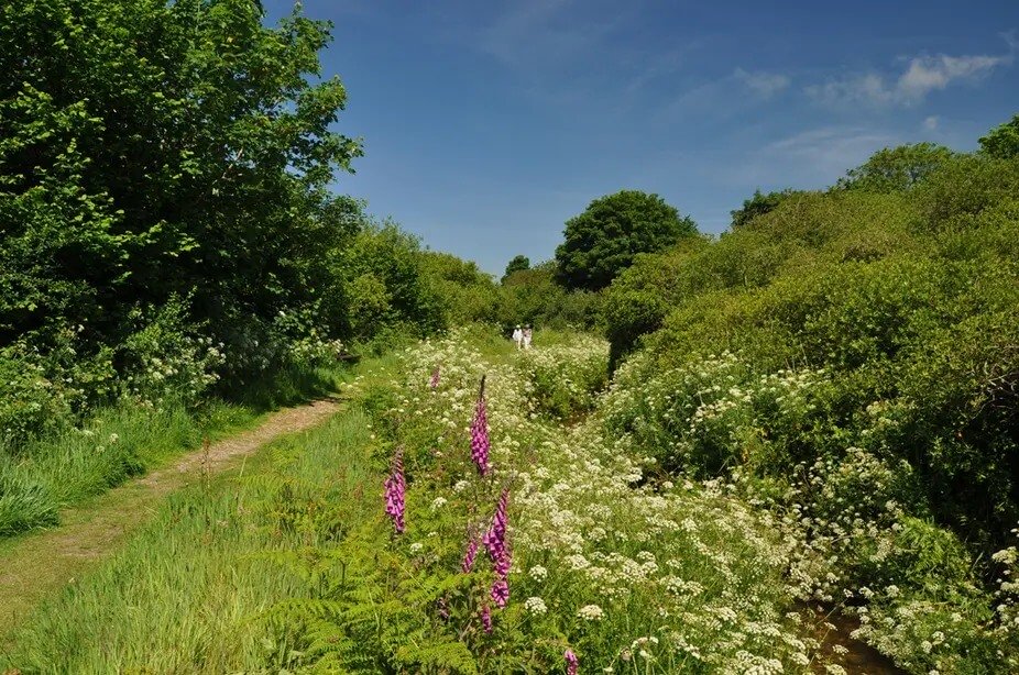 Wildflower-lined path along the Hayle Valley from St Erth