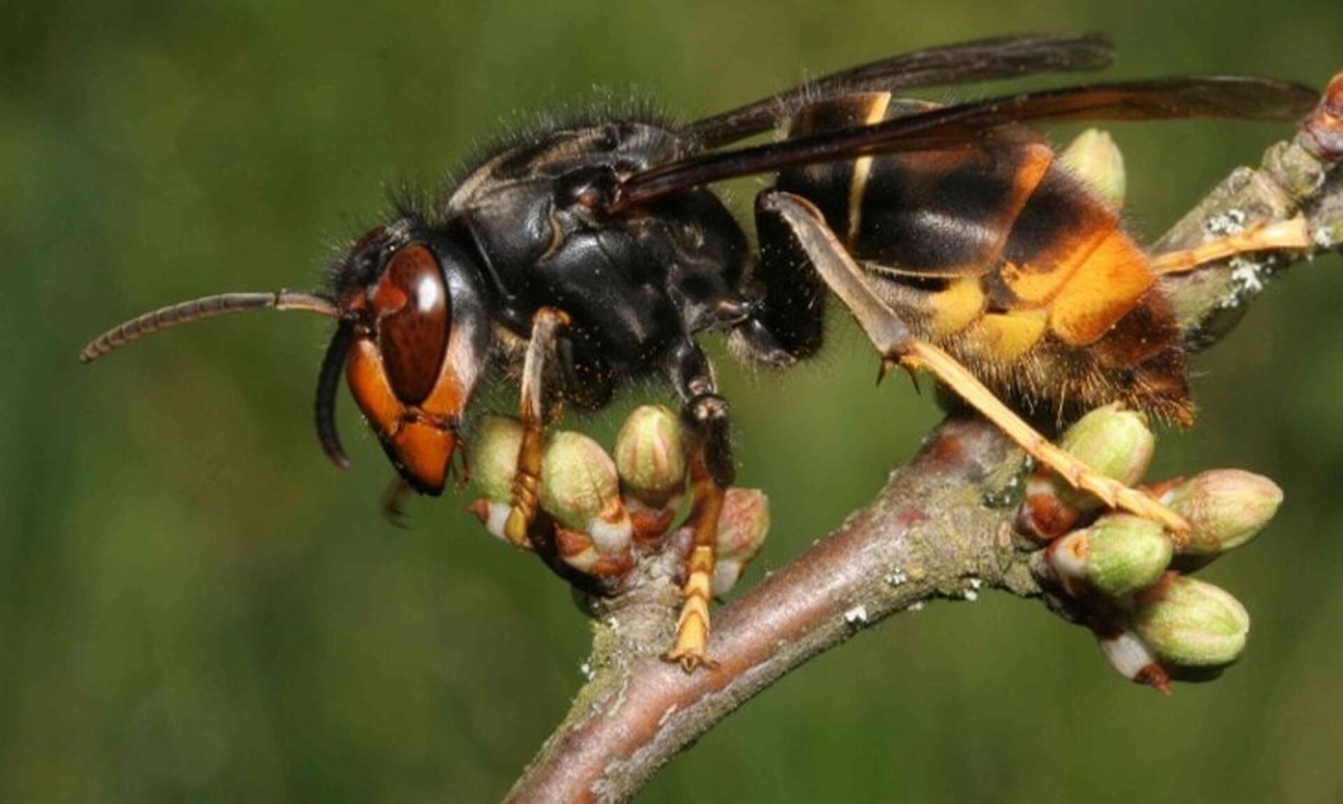 Yellow-legged hornet with distinctive orange legs on a branch