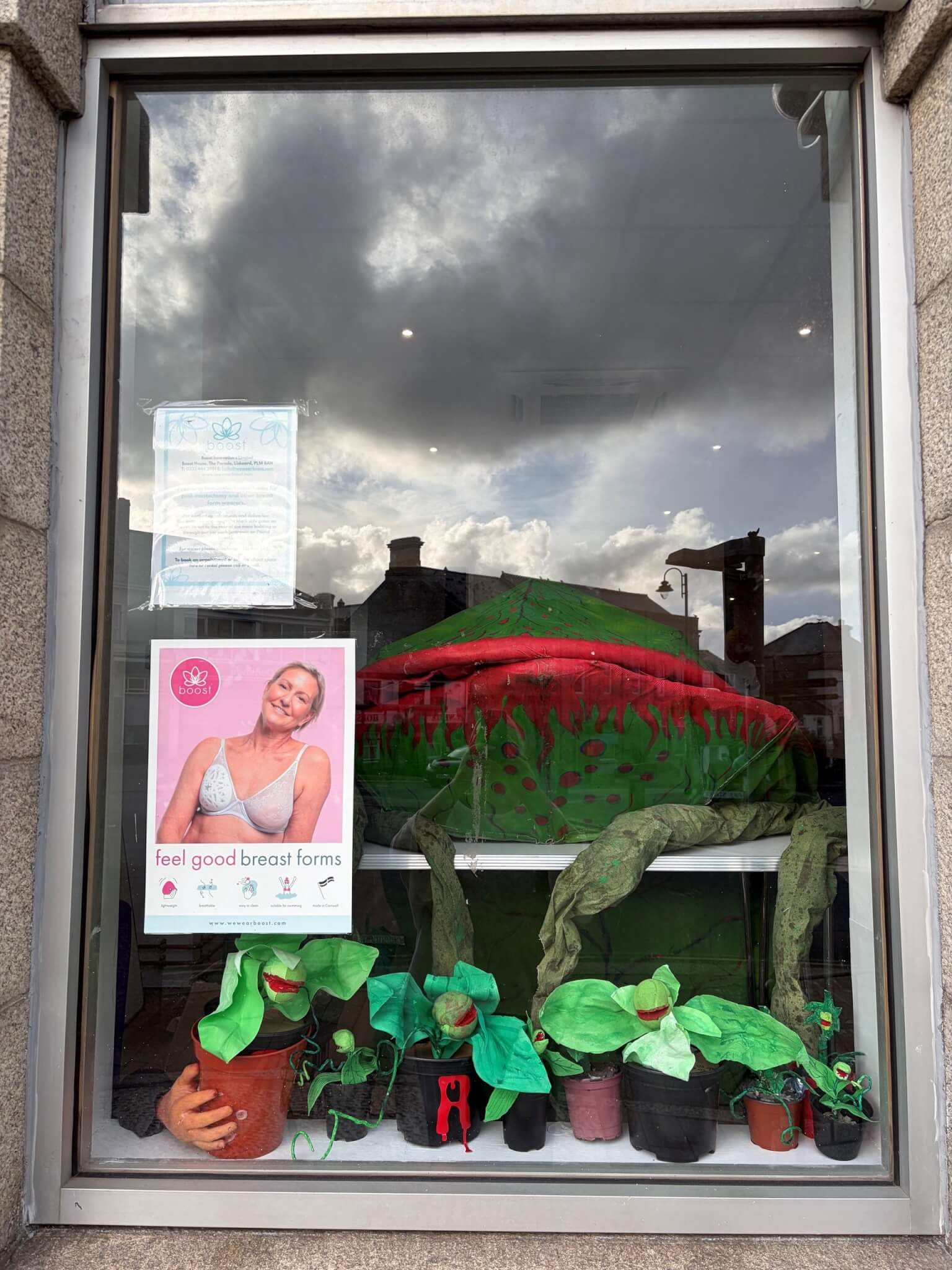 Audrey II and smaller plant puppets in the Boost House window in Liskeard