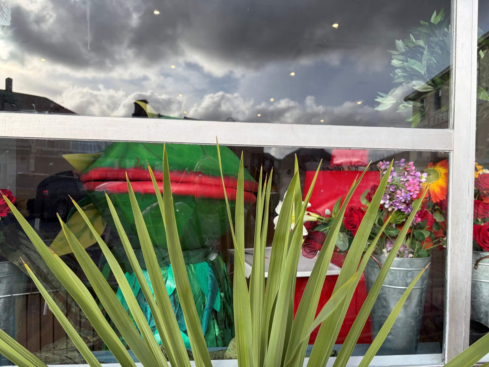 The Audrey II puppet in the window of Boost House in Liskeard