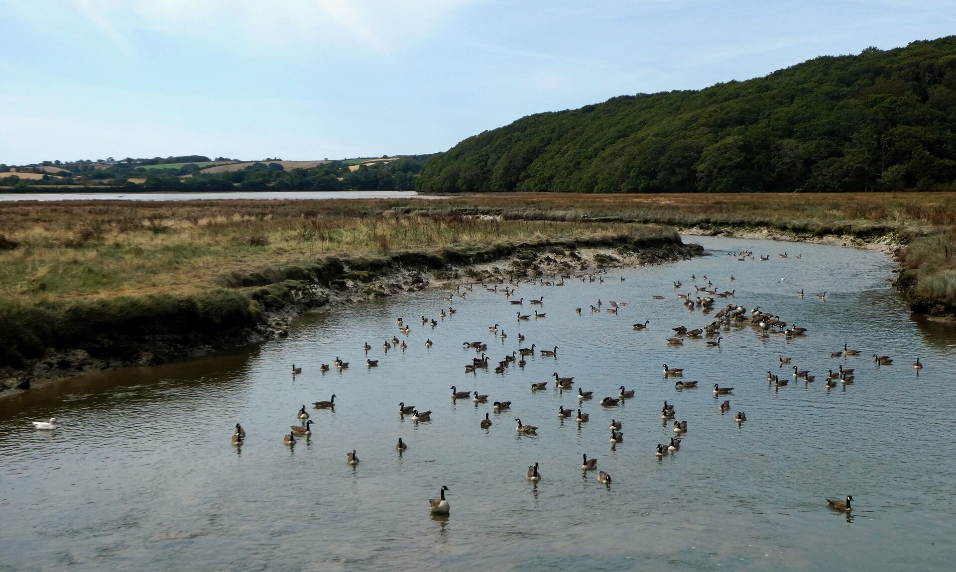 Canada geese on the water at Ruan Lanihorne, Roseland Peninsula