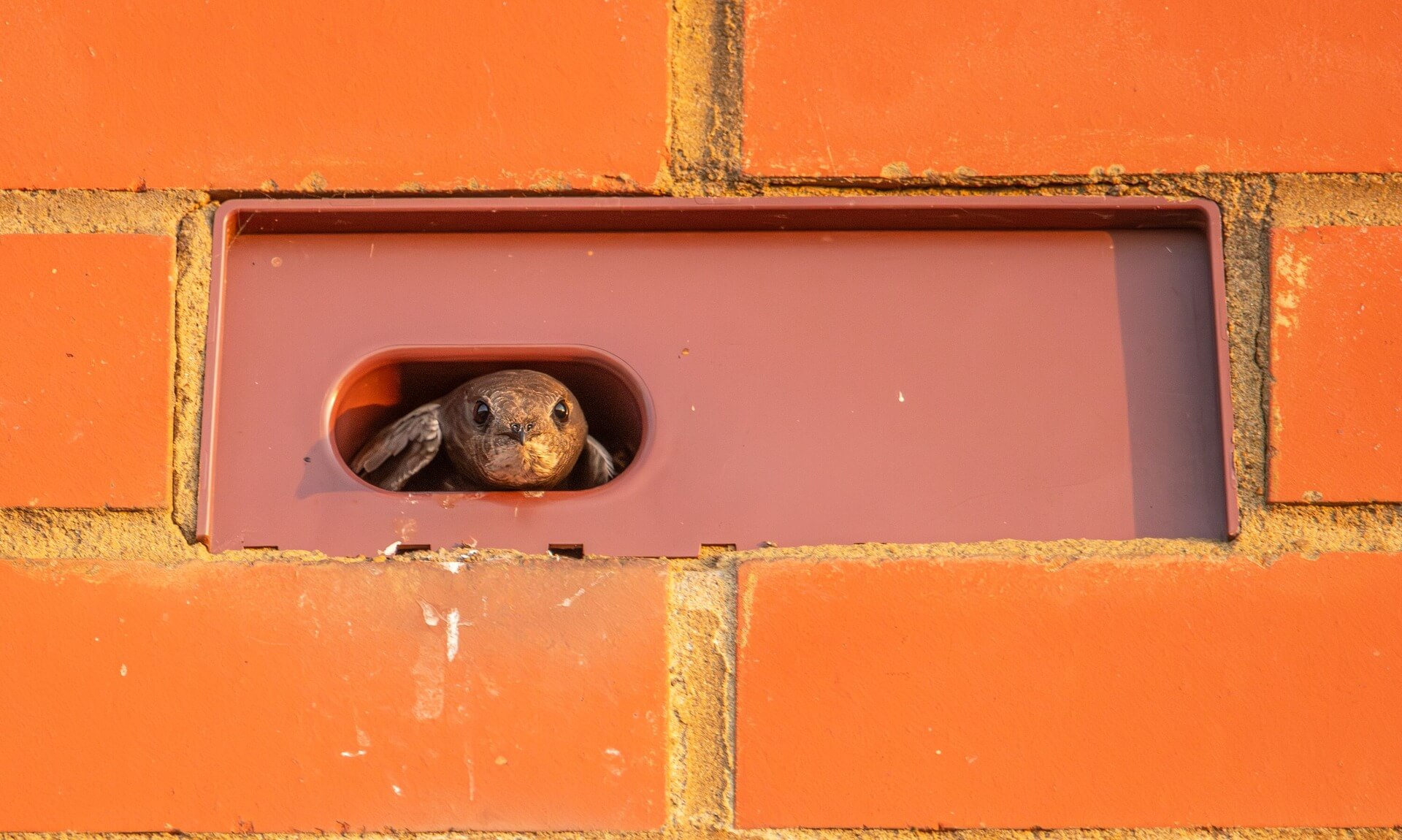 A swift peers out from a nesting brick in a new-build wall in Cornwall