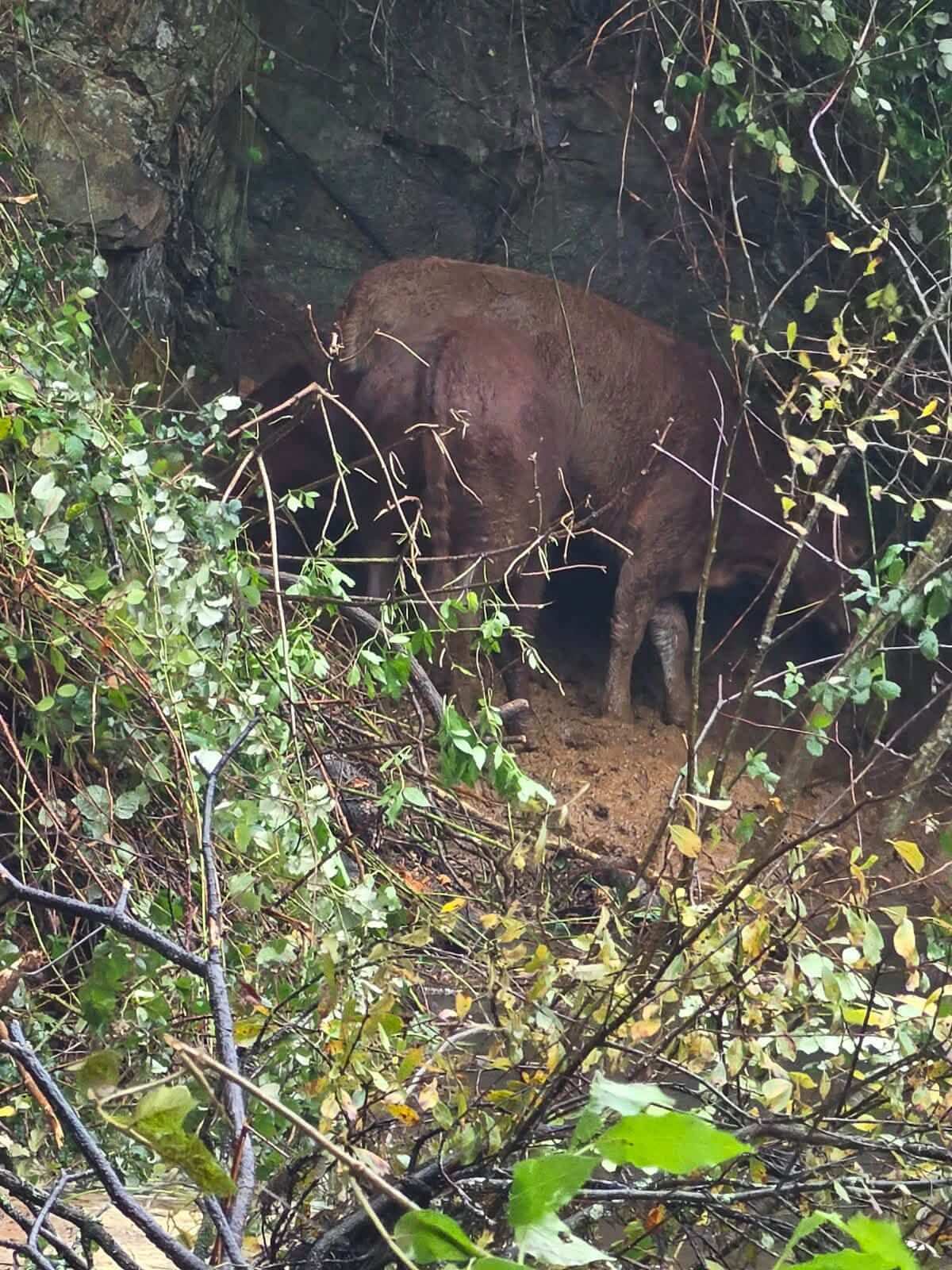 Two cows standing on a muddy ledge against a rock face