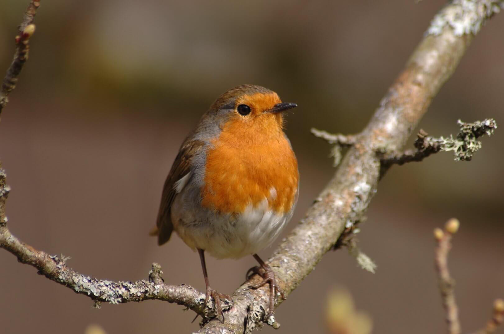 A robin perched on a branch