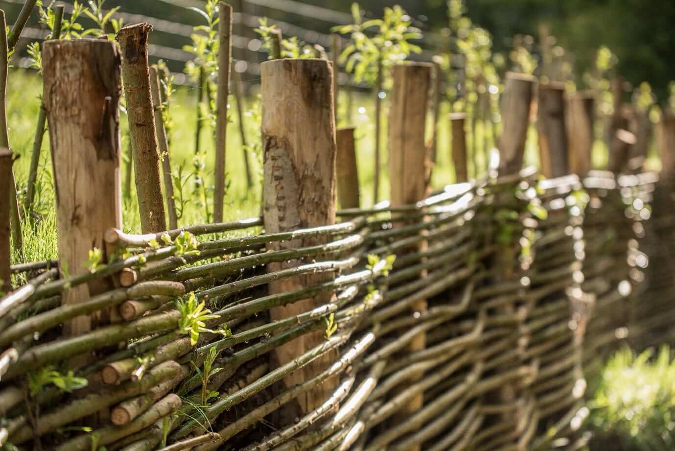 Living willow fence sprouting new leaves along the riverbank