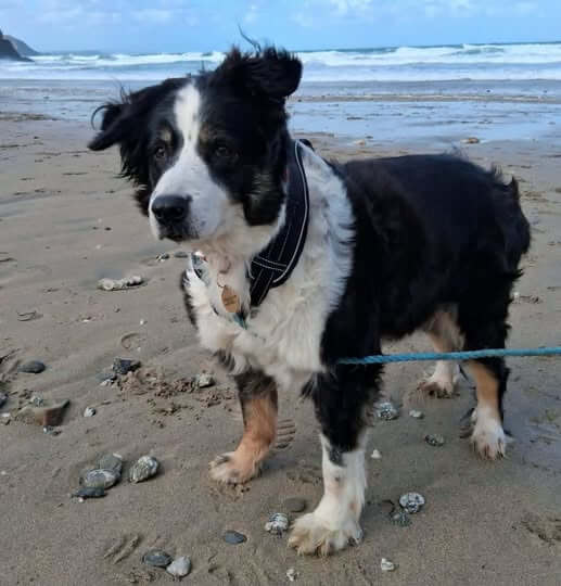 Black and white collie-type dog Missy on a Cornish beach