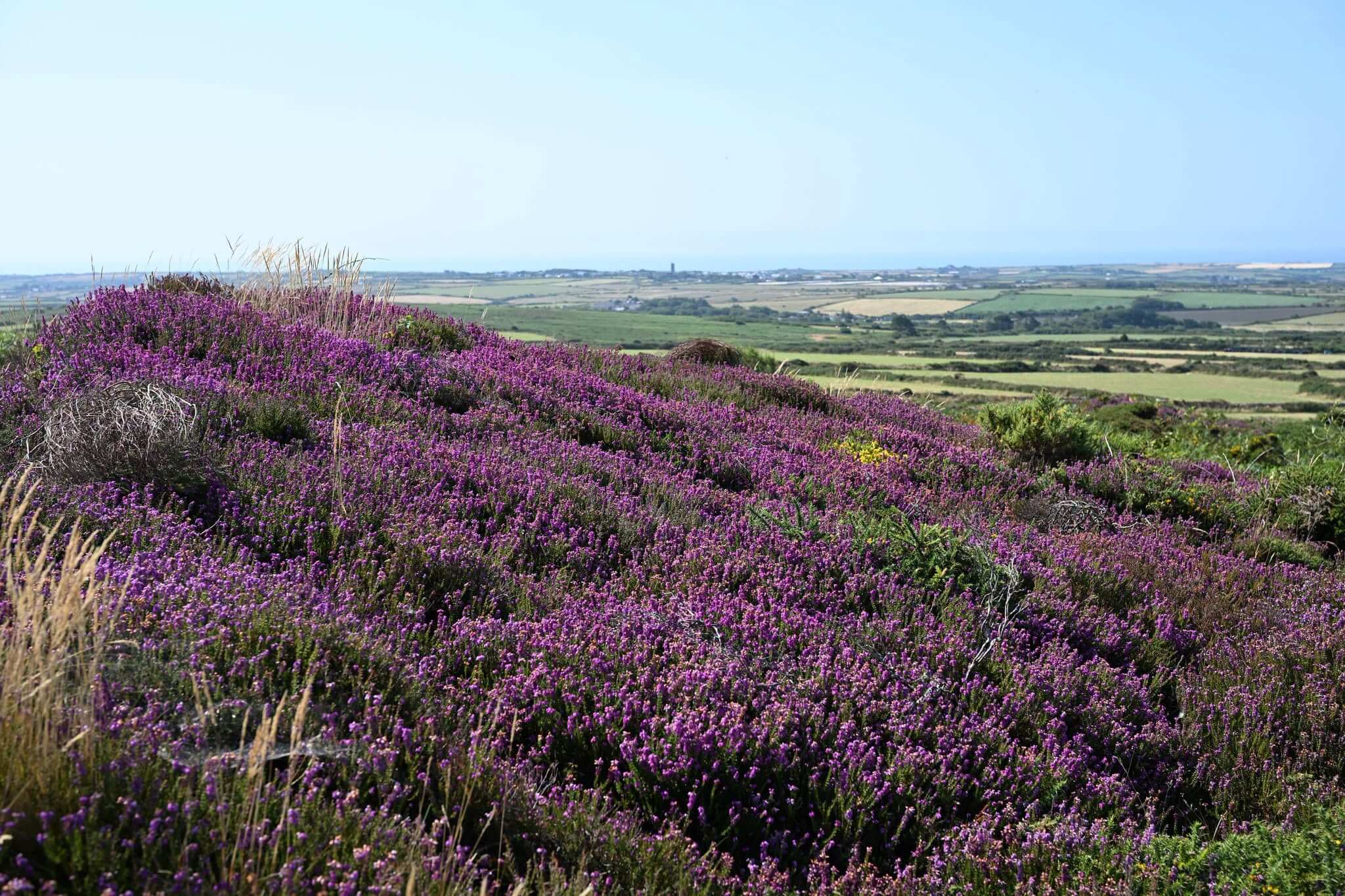 Purple heather on the hilltop at Caer Bran with fields beyond