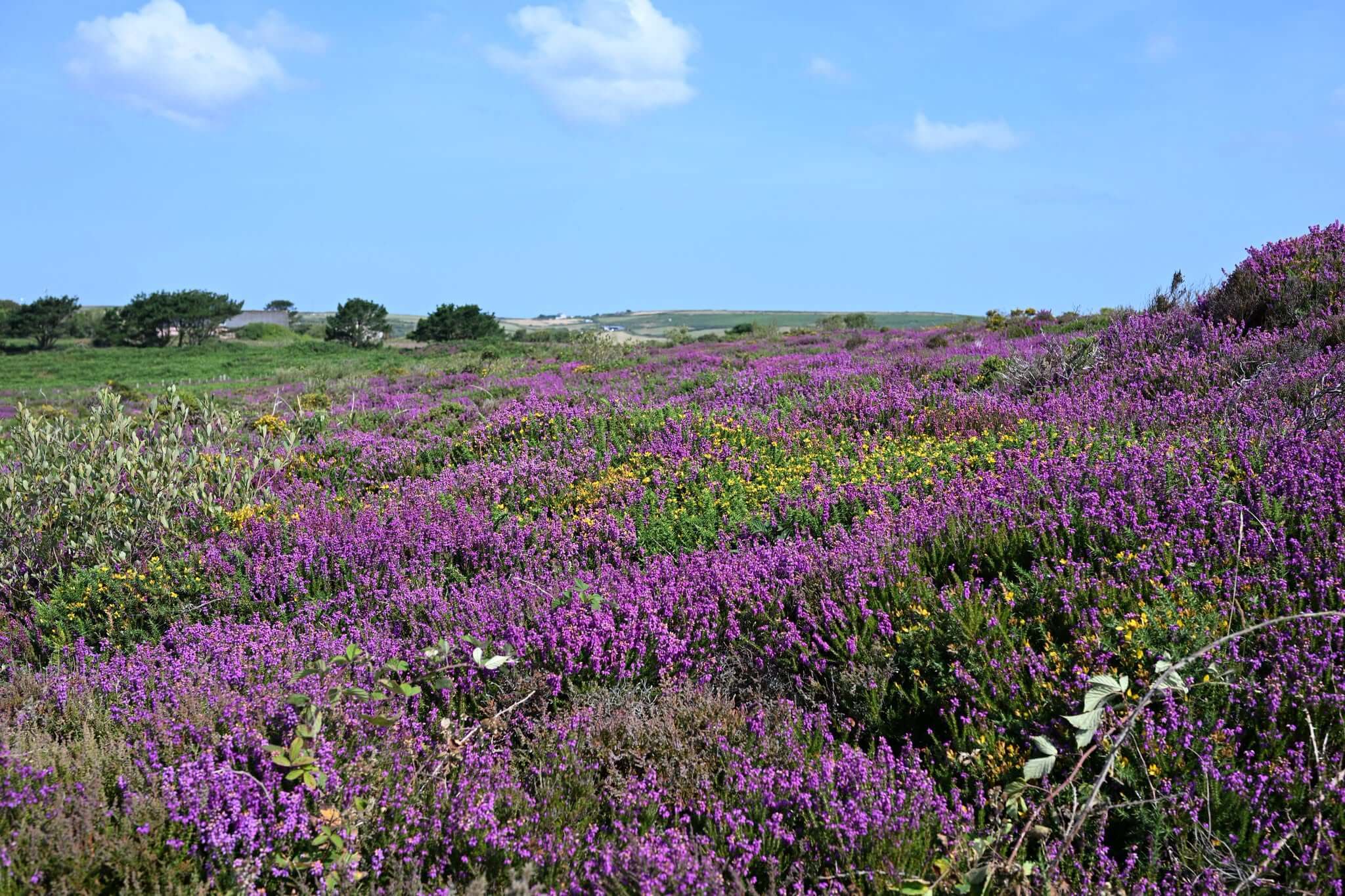 Purple heather and yellow gorse in flower at Caer Bran in Penwith