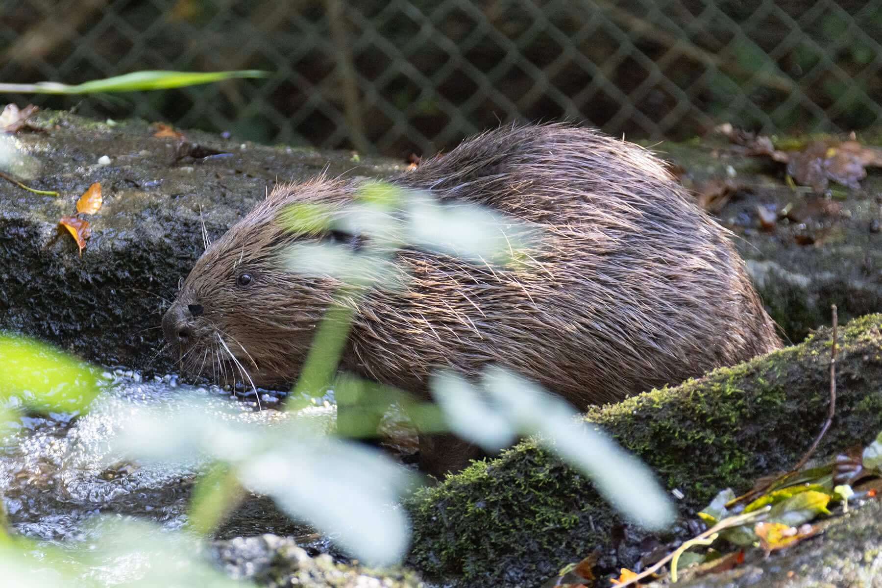 Young beaver on a mossy bank at the Cornish Seal Sanctuary