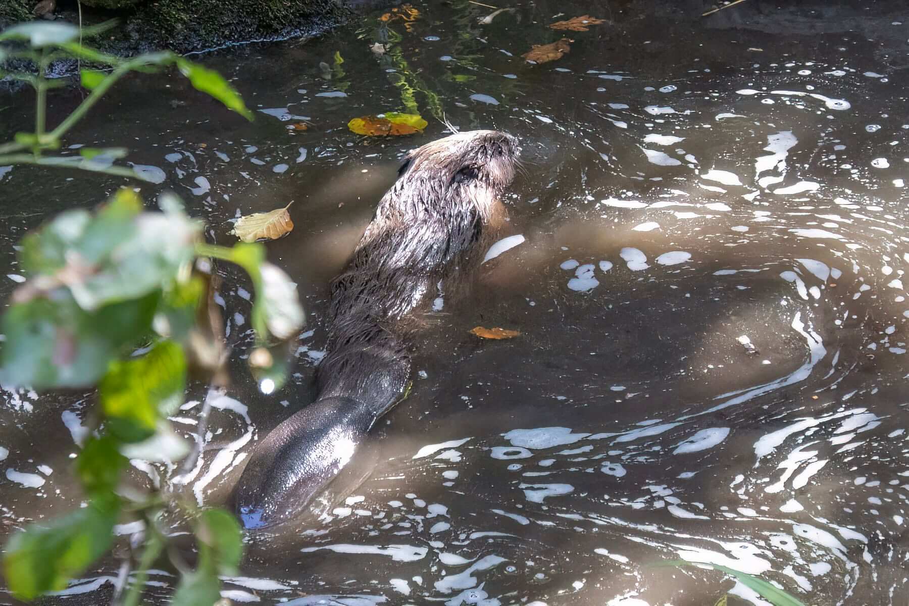 Beaver swimming away showing its flat tail