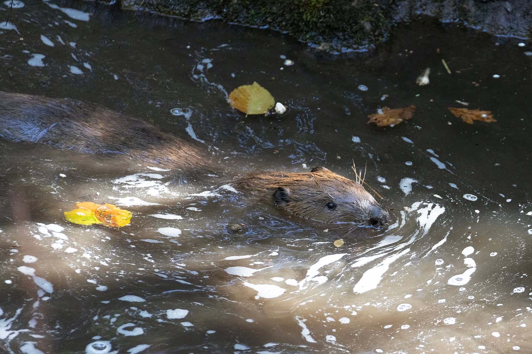 Beaver swimming among autumn leaves