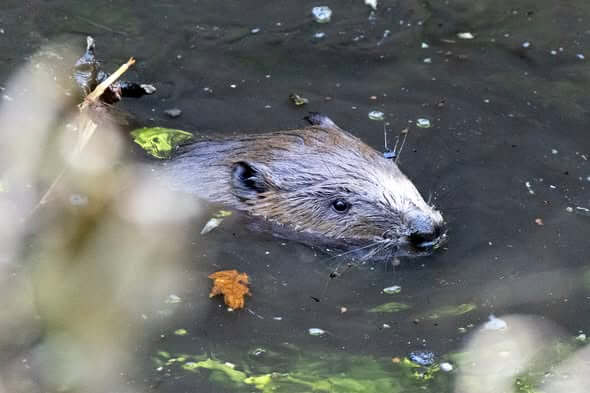 Beaver swimming with its head above the water