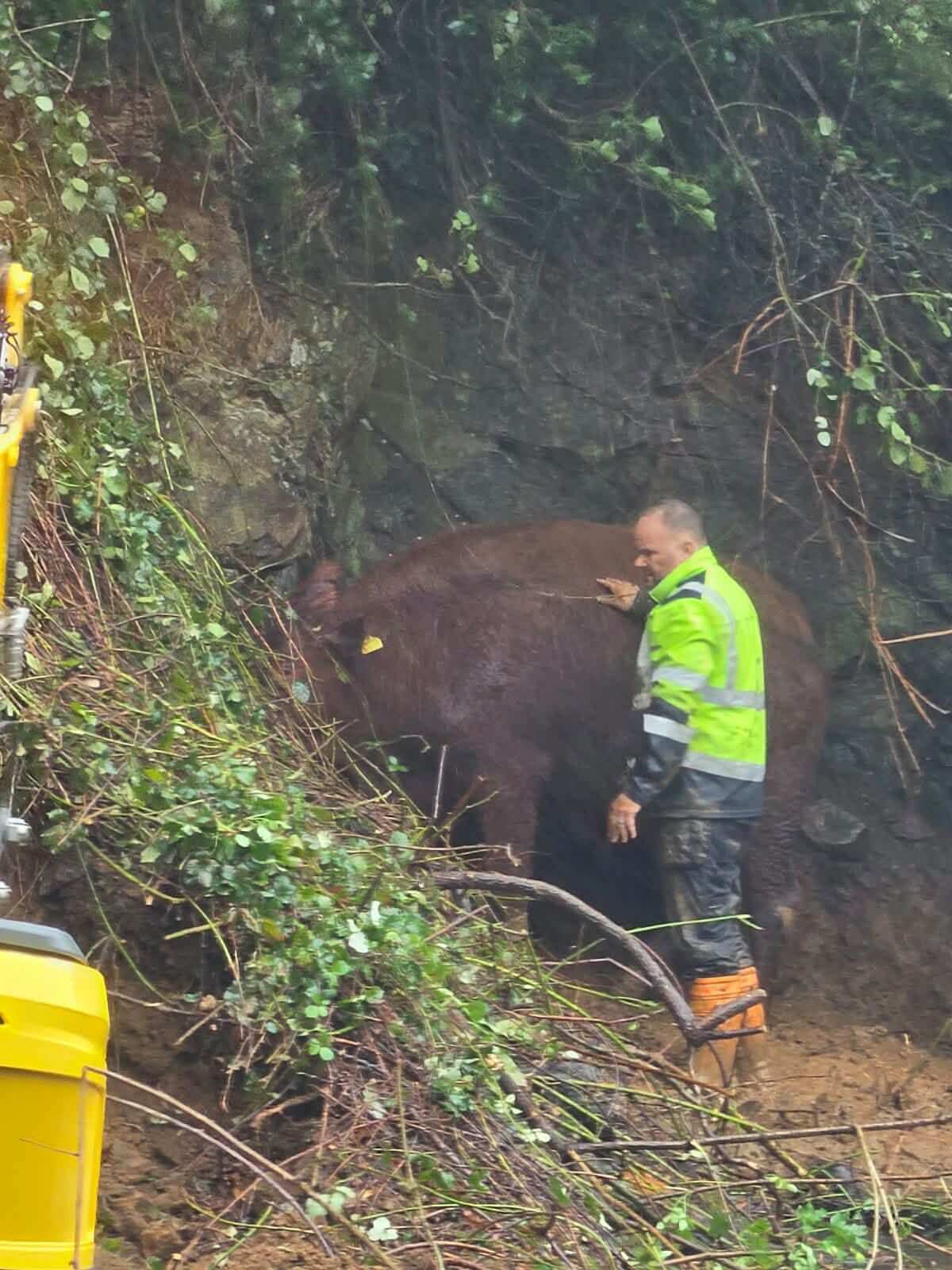 A man in hi-vis standing beside a cow at the foot of a rock face