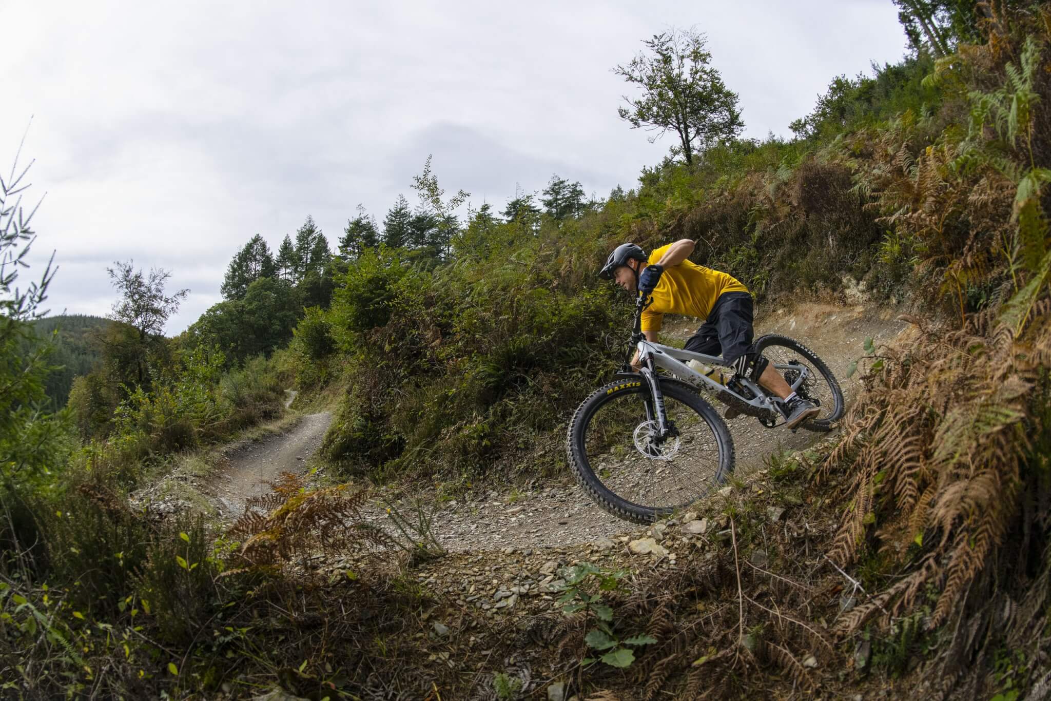 A mountain biker on a forest trail