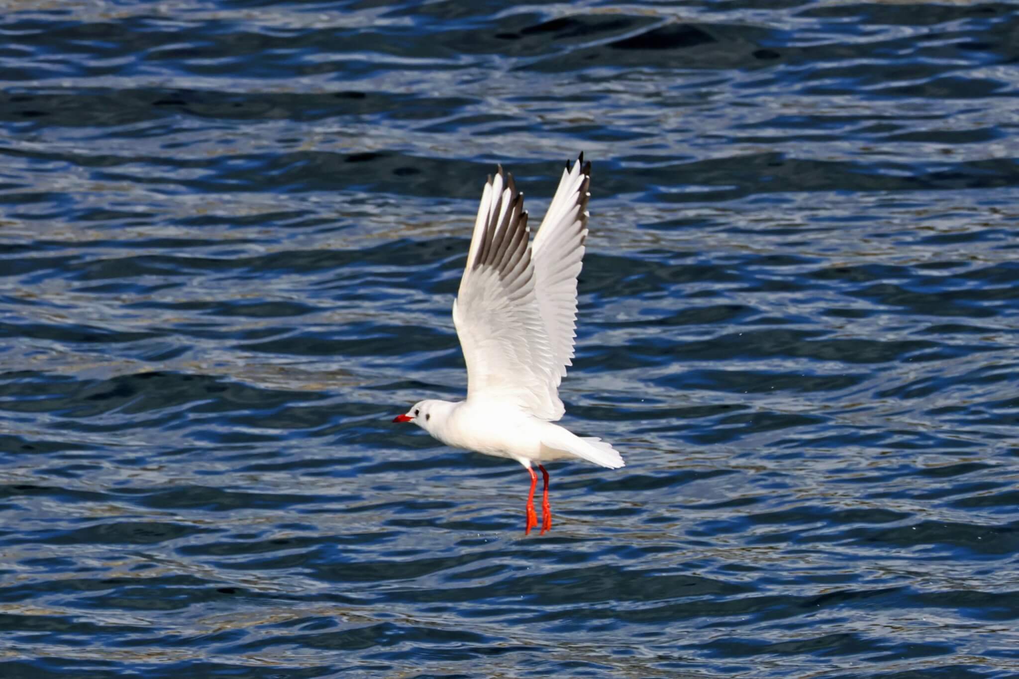Black-headed Gull in flight over the sea