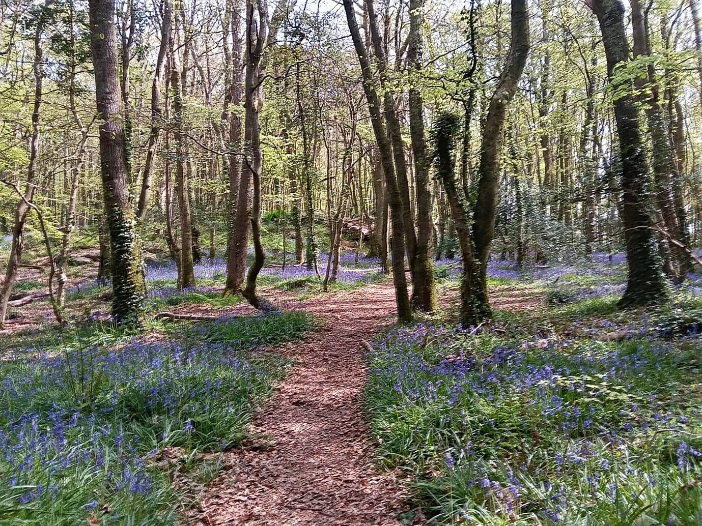 A path through bluebell woodland