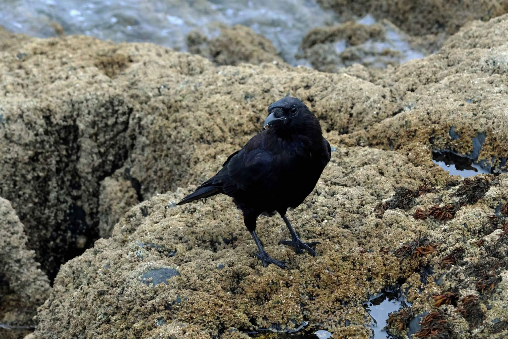 Carrion Crow on barnacle-covered rocks