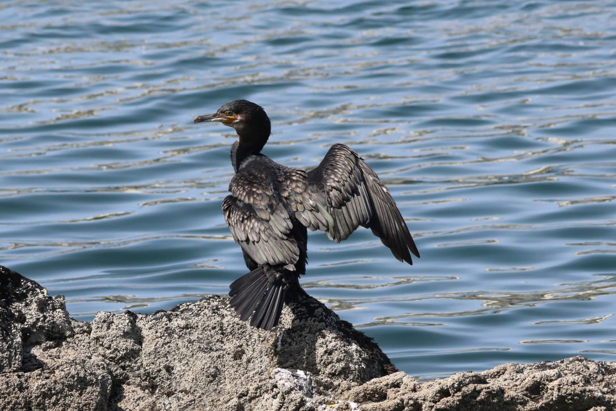 Cormorant drying its wings on a rock