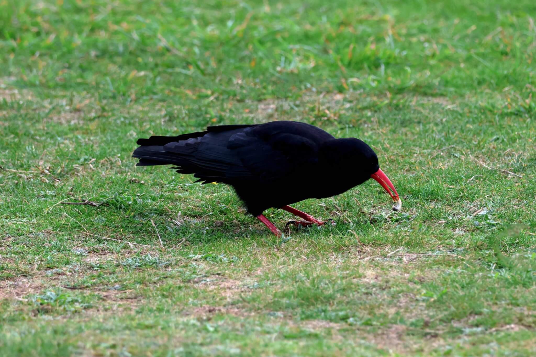 A Cornish chough feeding on grass