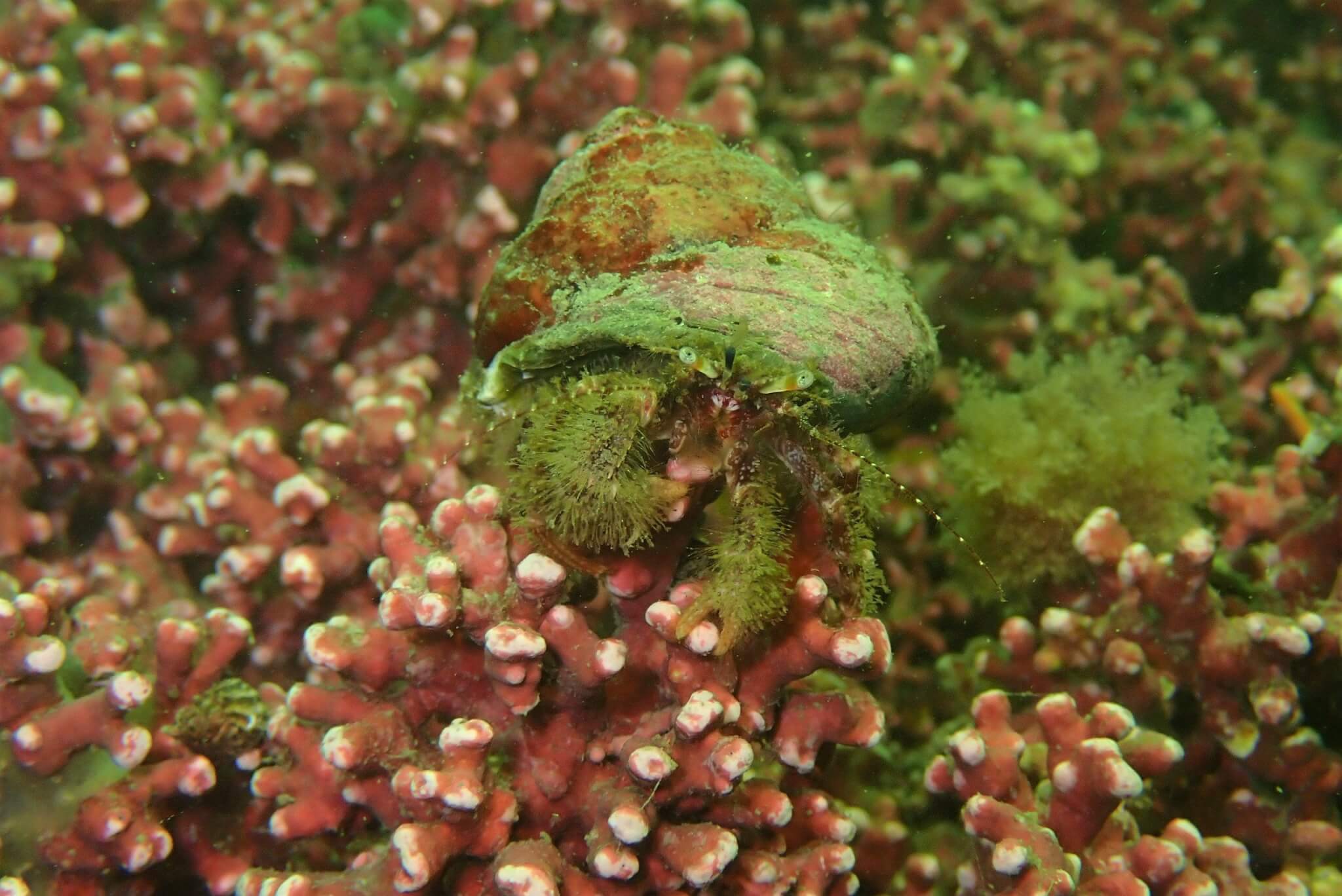 Hermit crab on maerl