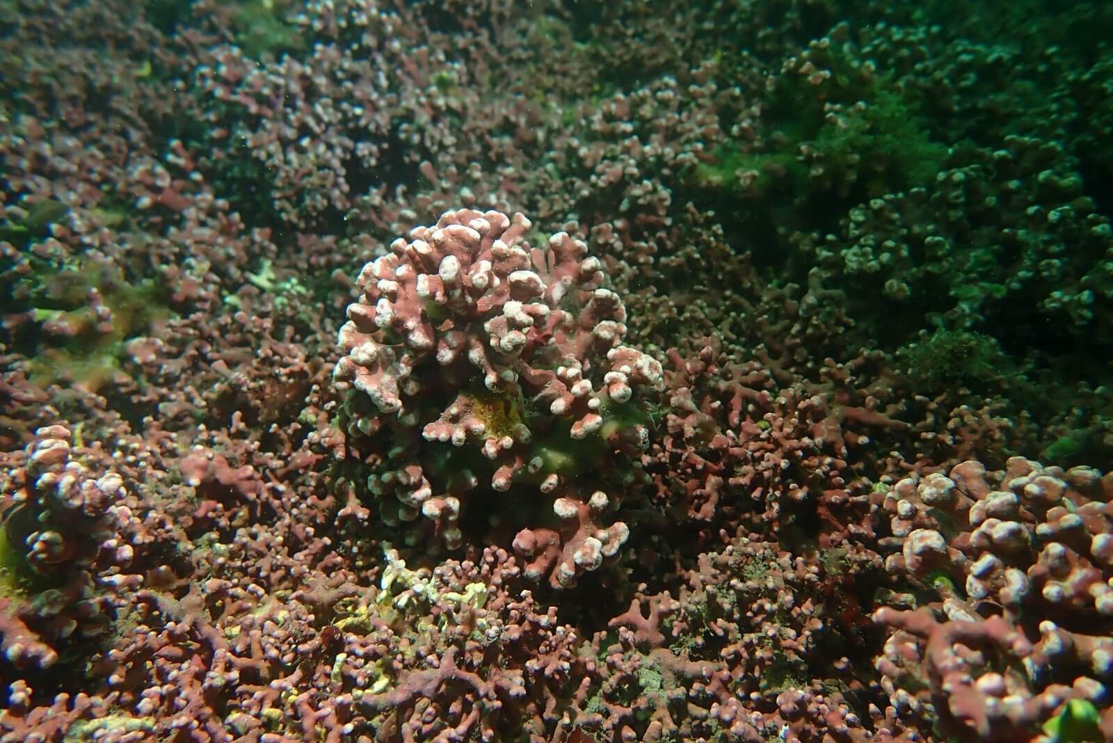Maerl bed on the seabed