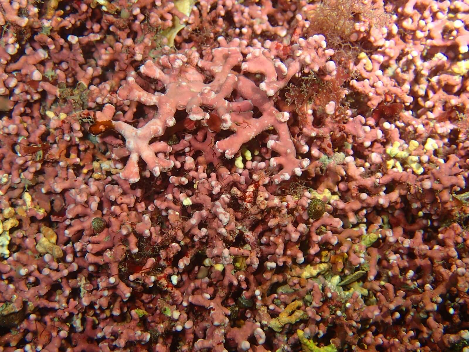 Close-up of pink maerl
