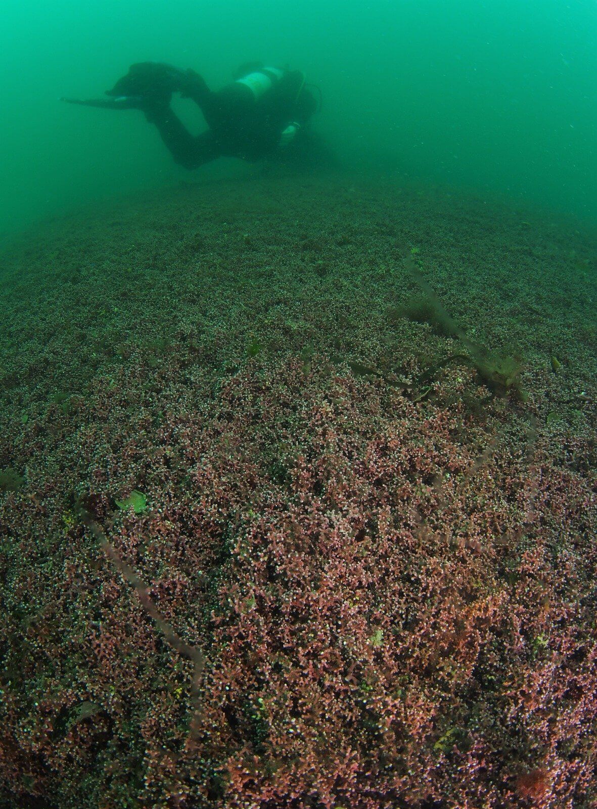 Diver swimming over a maerl bed