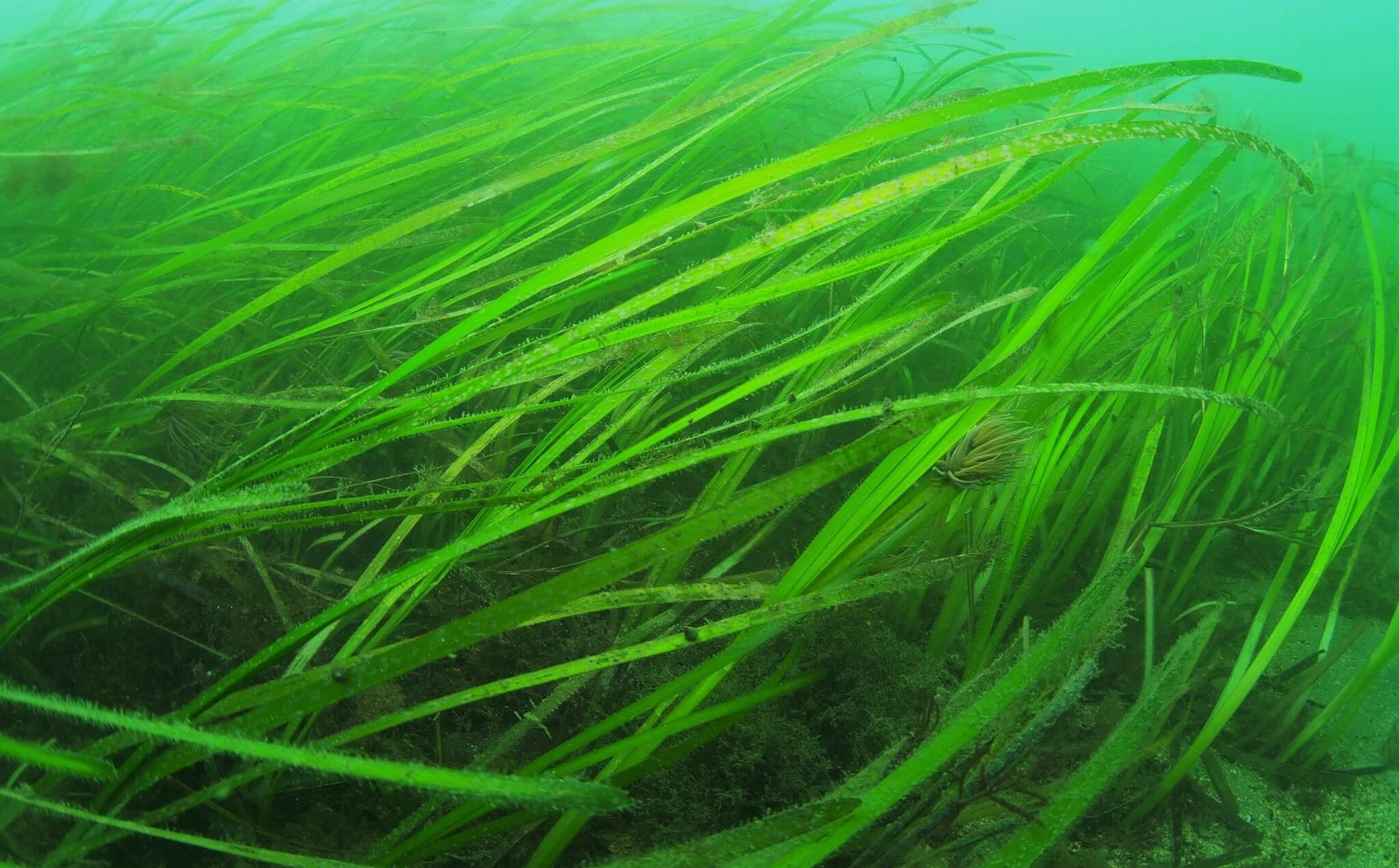 Seagrass meadow underwater