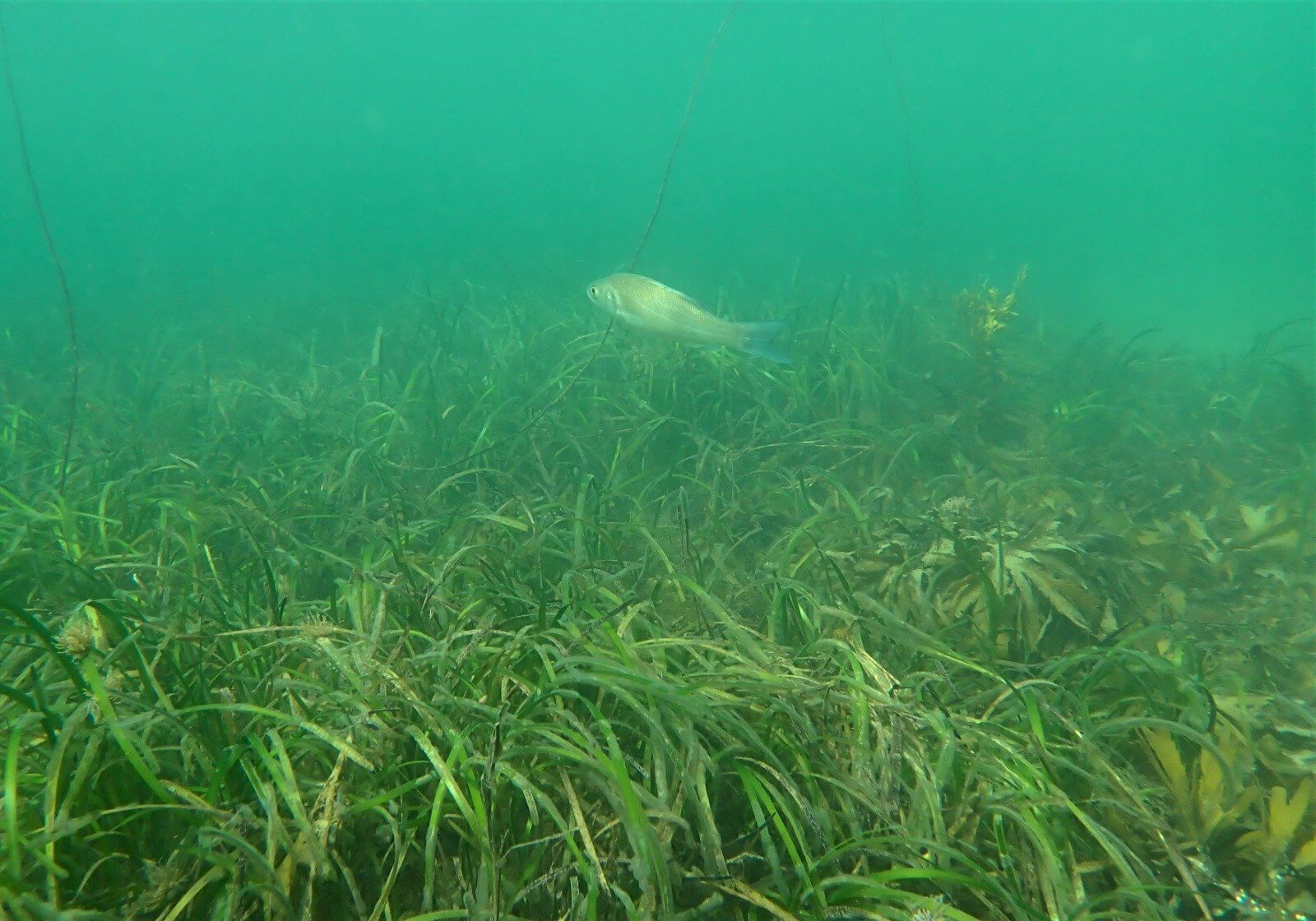Fish swimming over a seagrass meadow