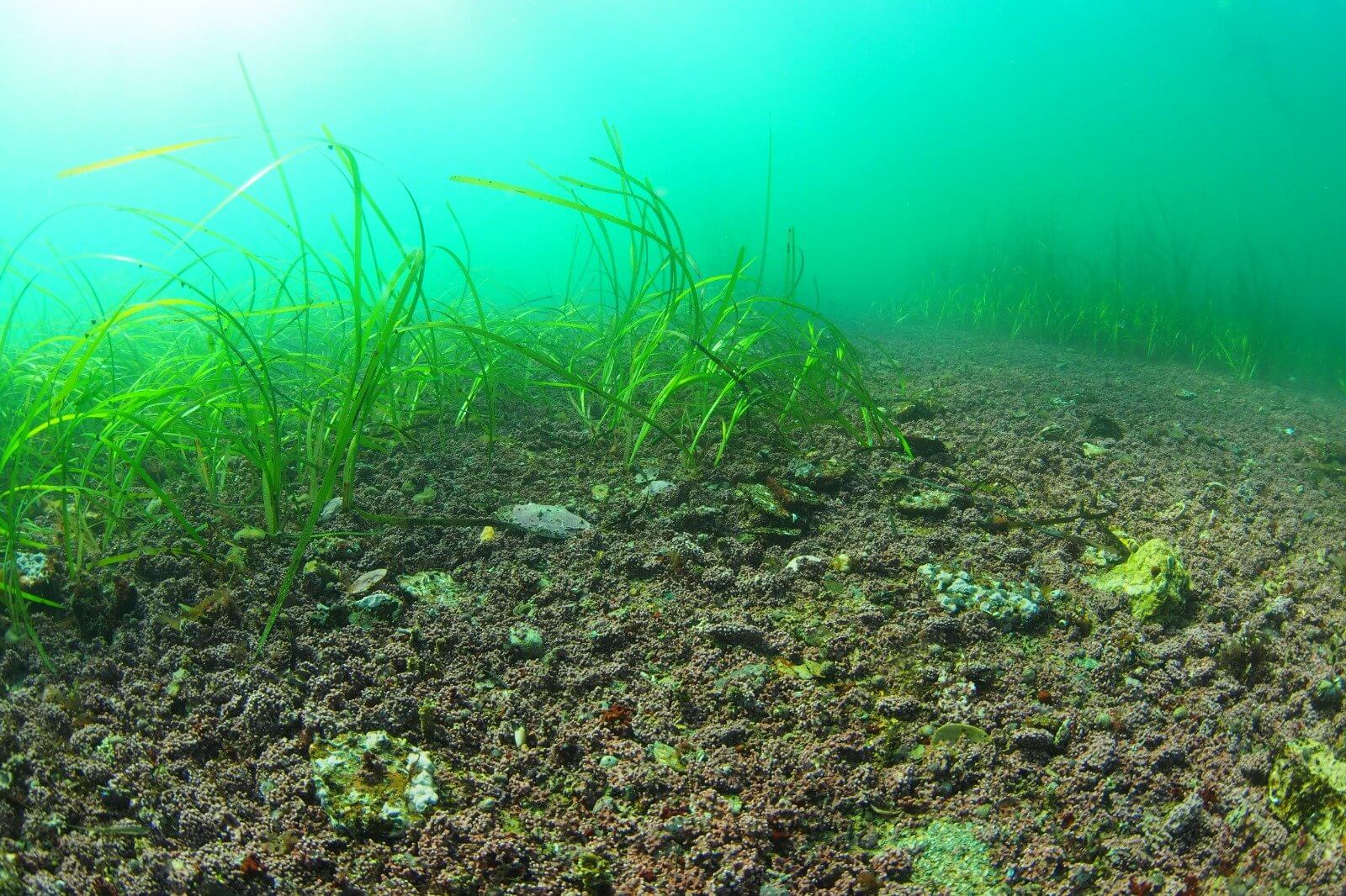 Seagrass growing on the seabed