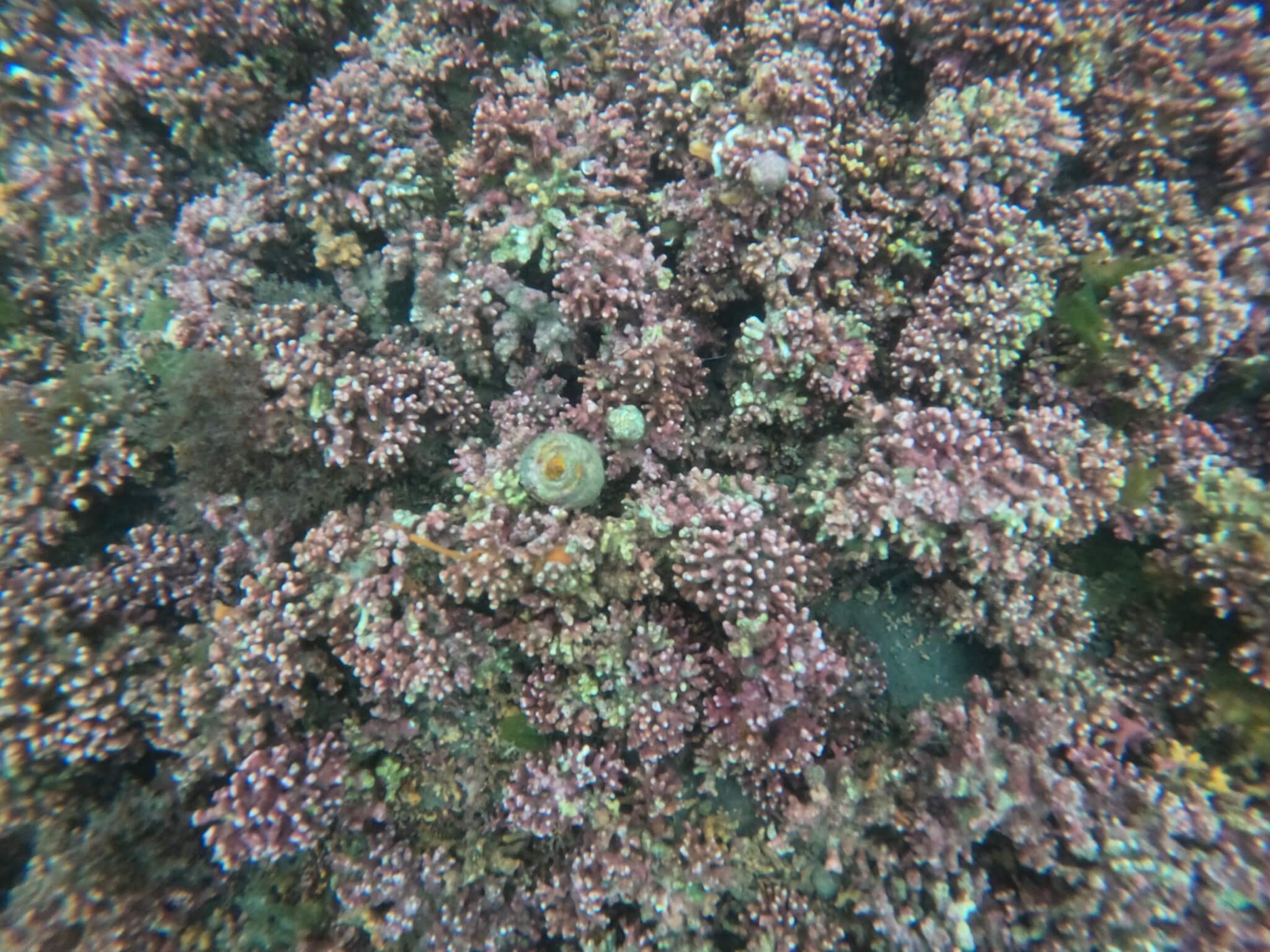Maerl with a sea snail