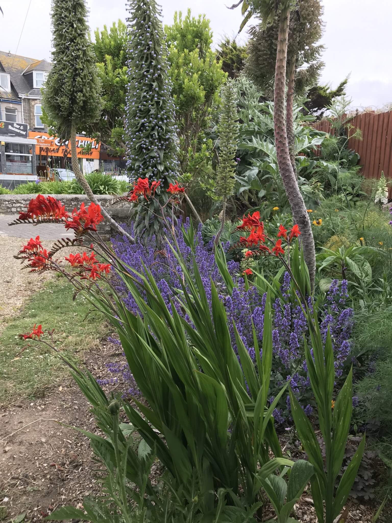 Red crocosmia and purple flowers in Dinard Garden on Cliff Road, Newquay