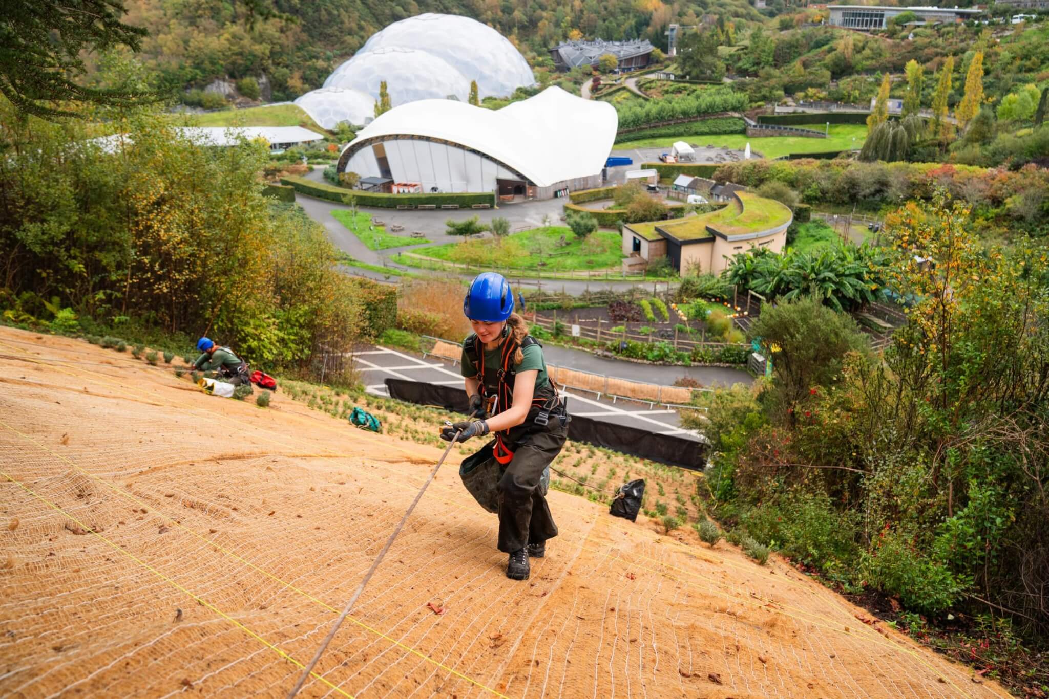 Eden Project gardener on ropes planting the Silver Staircase slope above the biomes