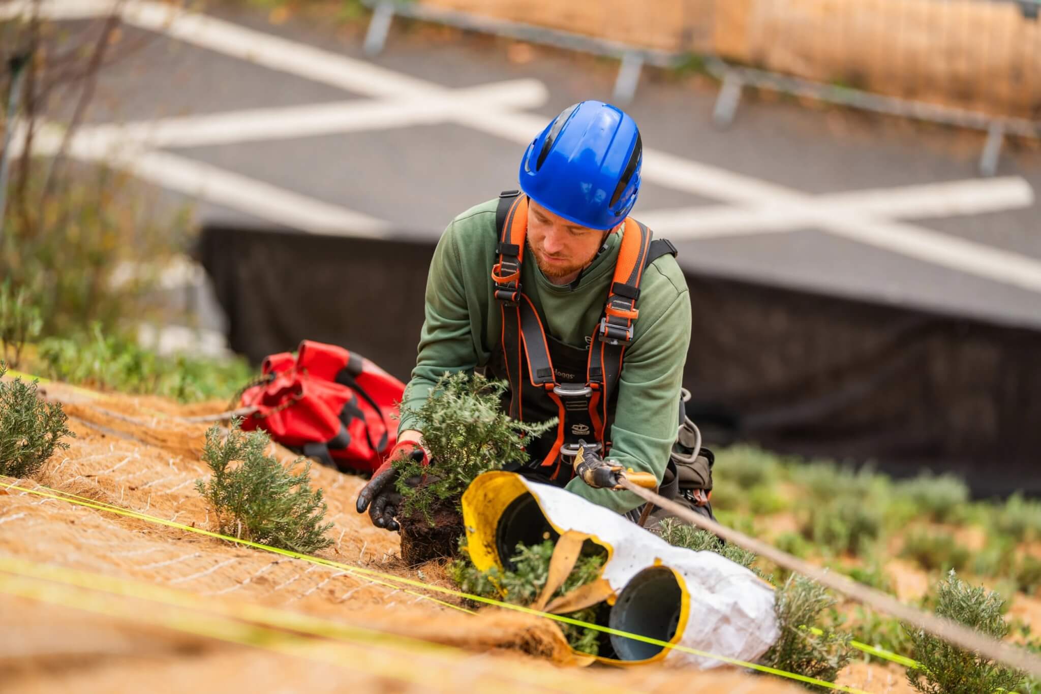 Eden Project gardener on ropes planting a silver-leaved shrub