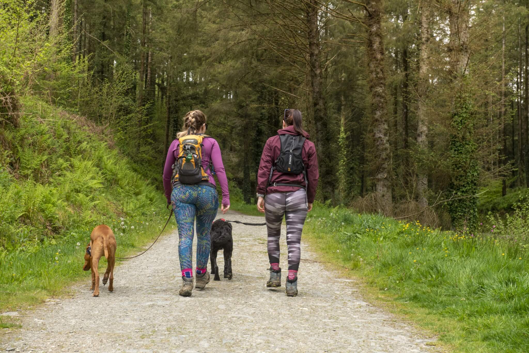 Two walkers with dogs on a forest track